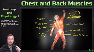 Muscles of the Chest and Back  Model Overview  Anatomy and Physiology 1 [upl. by Robet675]