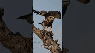 Blackeared Kite viralreels viralshorts viralvideos birding trendingreels viral birds [upl. by Thema898]