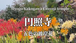 五色の彼岸花～加古川・円照寺～兵庫県加古川市20241004 [upl. by Ibbed865]