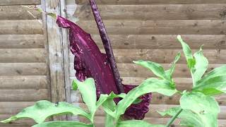 Dracunculus Vulgaris blüht  dieses mal ohne Biene und Hummel  MEGA Gestank [upl. by Nyliram]