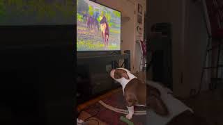 He likes horses🤷🏾‍♂️ puppy horses trending viralreels reelsvíral dogshort realdog lol fyb [upl. by Bensky]