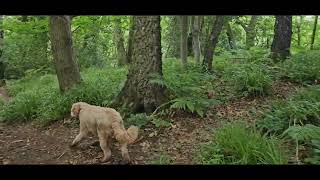 Lyde brook Dingle Coalbrookdale Telford with Benji 22724 [upl. by Nadda802]