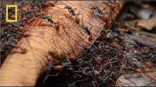 National Geographic Army Ants BBC Wildlife Documentary [upl. by Yenitirb576]