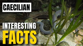 What Are the Most Fascinating Facts About Caecilian Culture  Interesting Facts  The Beast World [upl. by Buke]