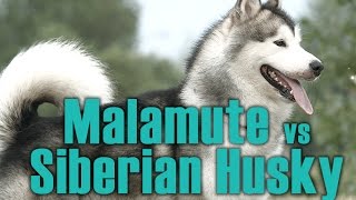 Malamute vs Siberian Husky English  Siberian Husky Academy [upl. by Glarum740]