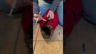 A quick antibiotic subcutaneous injection cat demo in the Calm amp Cozy Cat Wrap [upl. by Ledniahs944]