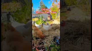 My FluffyBottomed Garden Helpers Keep Weeds Away 🐔🌱 shorts [upl. by Yllatan]