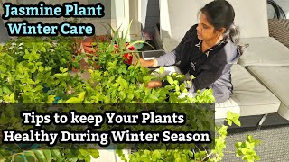 How to Keep Plants Healthy During Winter  Jasmine Plant Winter Care Tips  Garden Vlog usa tamil [upl. by Synned]