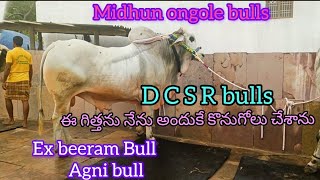 upcoming new category Bulls D C S R bulls మంచి స్పీడ్ కలిగిన గిత్తలు 20242025 category Bulls [upl. by Brook]