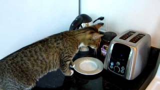 Cat vs Toaster [upl. by Hareehat]