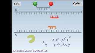 rtPCR animation [upl. by Eerazed]