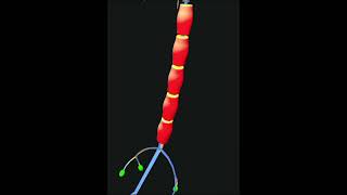 NEURON NERVE CELL 3d anatomy biology anatomy 3danatomy cellbiology [upl. by Sam]