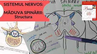 ADMITERE MEDICINA SISTEMUL NERVOS 4 MADUVA SPINARII  Structura [upl. by Aramit]