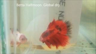 Global dry pez Betta Halfmoon Importado Tailandia 2019 [upl. by Letrice]