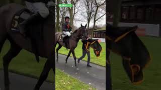 Race horse Royal Infantry maintains unbeaten record at Haydock [upl. by Gaskill251]