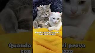 Ma come si permette  🙀🙀🙀😹😹😹catmeme catlover gattitaliani gattini gattoni amoremio amore [upl. by Eenel]