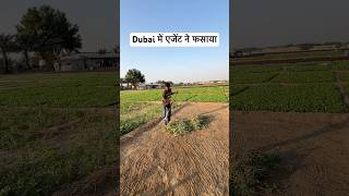 दुबई में एजेंट ने फसाया  dubailife dubaireels dubaivillege shorts [upl. by Nalor63]