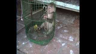 Asia Captured Caged Primates [upl. by Leunamme644]