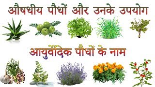 औषधीय पौधों और उनके उपयोग  Ayurvedic Plants Information In Hindi  आयुर्वेदिक पौधों के नाम [upl. by Mariano185]