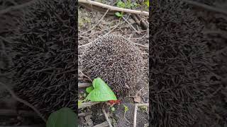 Amazing Hibernating Animals hibernationbearhedgehoggroundsquirrelanimalfactswildlife [upl. by Adnahc]