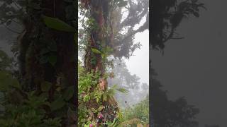 The summit of the Pianista Trail in Boquete Panama panama coldcase unsolvedmystery [upl. by Anihc]