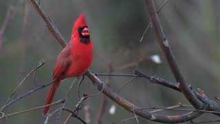 Northern Cardinal singing [upl. by Lebanna]