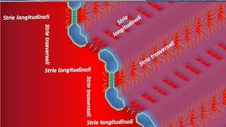 Istologia 41  Muscolare cardiaco [upl. by Koziel]