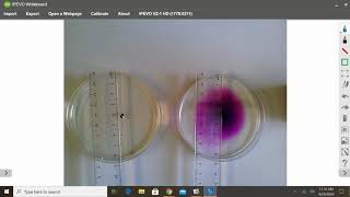 Potassium Permanganate Diffusion [upl. by Oirad]