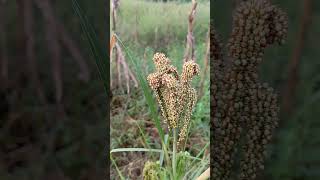 Eleusine coracanaFinger millet  Ragi [upl. by Aisirtap]