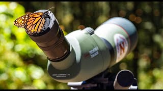 Daily Dose of Nature  Butterfly Shutterfly Tips for Photographing Mexico’s Monarchs [upl. by Maisel]