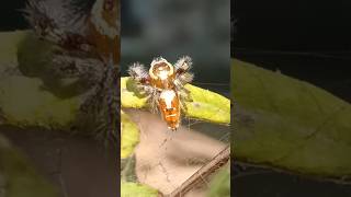 Tiny golden spider in rural area Pakistan [upl. by Lars658]