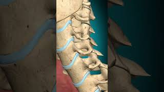 Levator Scapulae muscle action Vertebral column Ipsilateral rotation anatomy muscle [upl. by Peckham224]