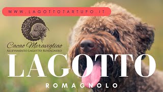 Documentario Lagotto Romagnolo cane da tartufo [upl. by Archie]