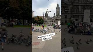 Pigeons in George Square  Glasgow  Scotland  shorts uk scotland glasgow dailyvlog [upl. by Roda]