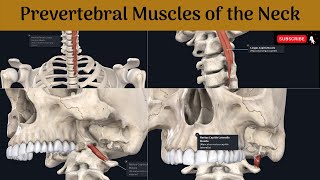 Prevertebral muscles of the neck  Longus cervicis amp capitis  Rectus capitis anterior amp Lateralis [upl. by Tabber]