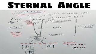 Sternal Angle  Angle of Louis  Thorax Anatomy  TCML [upl. by Costin]