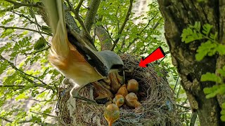 Longtailed shrike bird took something from the nest birdswithme107 [upl. by Gaiser]