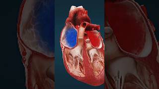 Electrical Conduction system Of Heart shorts science [upl. by Fabrianne199]