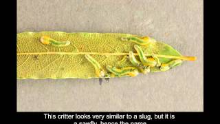 Oak slug sawfly larvae [upl. by Nekcerb]