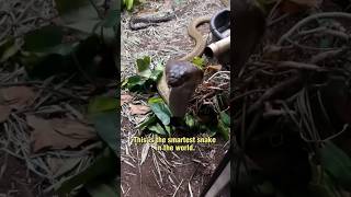 The King Cobra  Smartest Snake of the World [upl. by Ronni140]