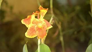 Timelapse of Canna Indica flower blooming [upl. by Golding]