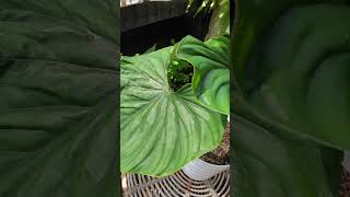 philodendron plowmanii round form [upl. by Macdonell]