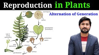 Reproduction in plants  Alternation of generation  life cycle of Pinus class 12 [upl. by Georges]