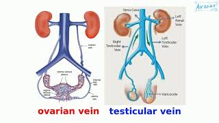 gonadal vein [upl. by Tansey]