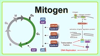 mitogen [upl. by Daveen]