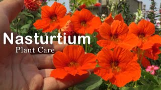 Nasturtium Flower  How to Grow Nasturtium  Nasturtium Plant Care [upl. by Areip370]