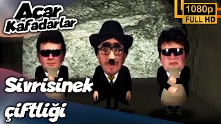 Acar Kafadarlar  Sivrisinek Çiftliği HD Versiyon [upl. by Akiret]