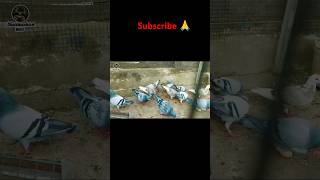 Racer pigeon most beautiful number one quality racerpigeon birds viralvideo ytshorts yt [upl. by Ecnerol]