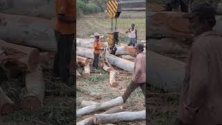 Timber work hassan timbersled timber [upl. by Iur]