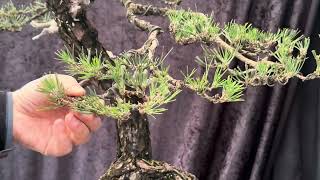 How to create bonsai pine foliage pads Step by step guide and close up on how to do it [upl. by Aivataj]